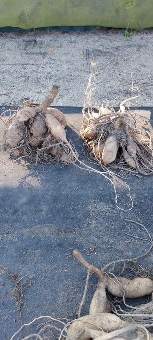 Dalia kaktusowa,  biała