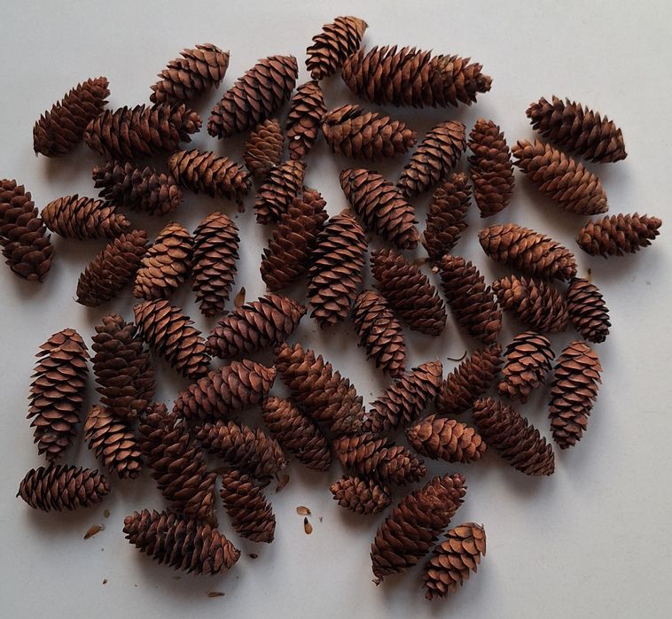 Szyszki świerkowe małe