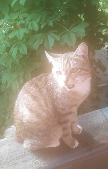 Пропал мой Друг, р-н Новые дома