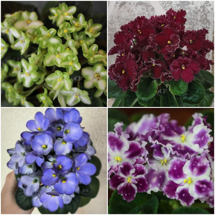 Сенполії, фіалки, сортові сенполії, листочки