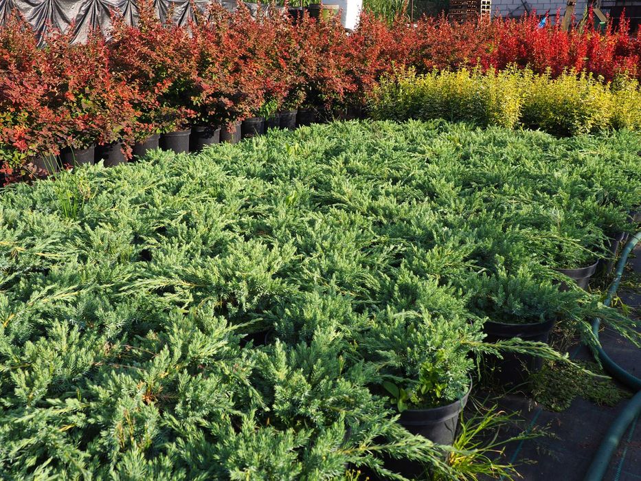 TUJA tuje BRABANT 110-140cm PROMOCJA szkółka Łabiszyn