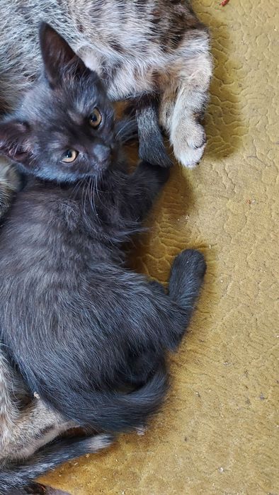 котята безкоштовно