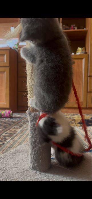 кошенята з дубно шукають люблячу сімʼю