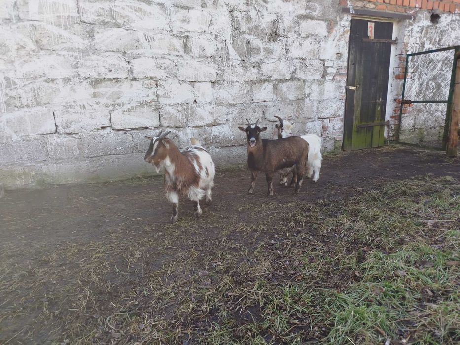 kozki miniaturowe /karłowate/ jeden plus dwie