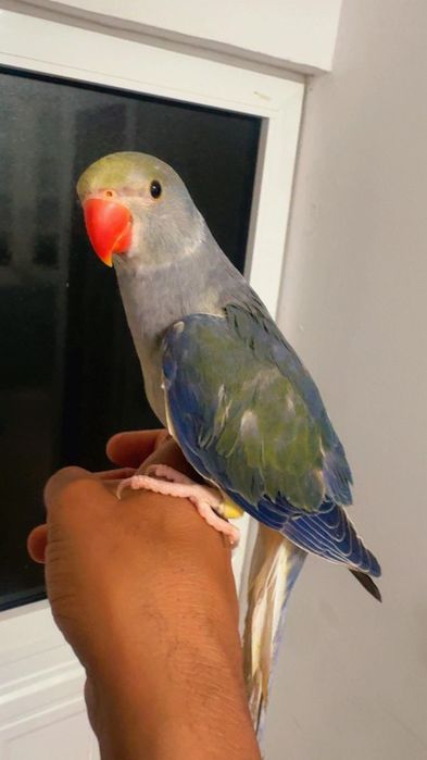 Ring Neck violeta turquesa cc