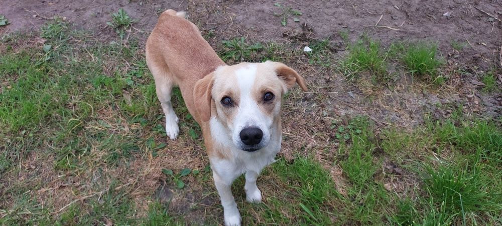 SIMBA - mały  1,5 roczny szuka domu!