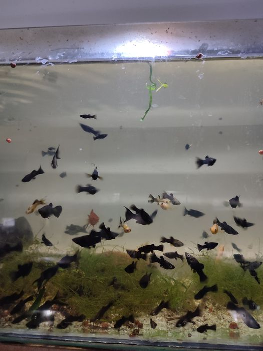 Molinezja księżycowa