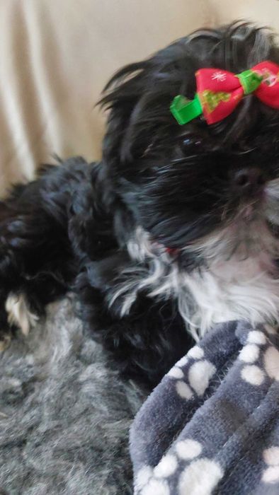 Shih tzu piękna suczka szuka kochającego domku