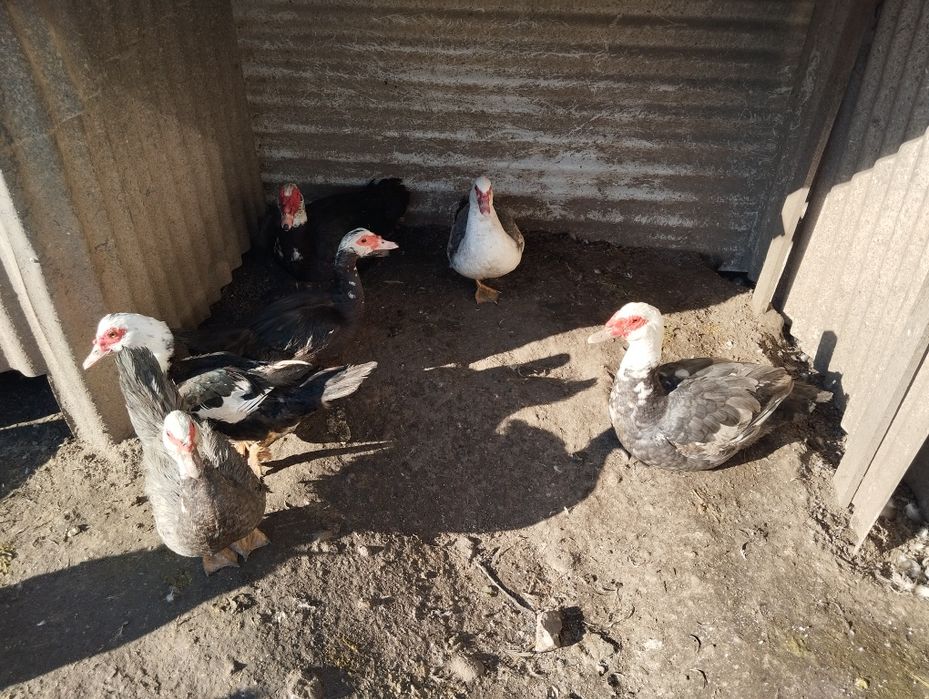 Vendo patos e fêmeas adultas prontas a fazer criação