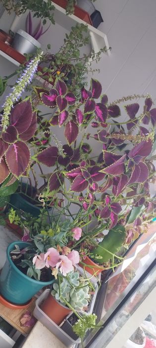 Coleus arvore grande/plantas/flores
