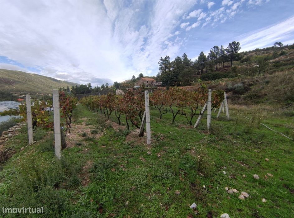 Quinta  Venda em Vela,Guarda