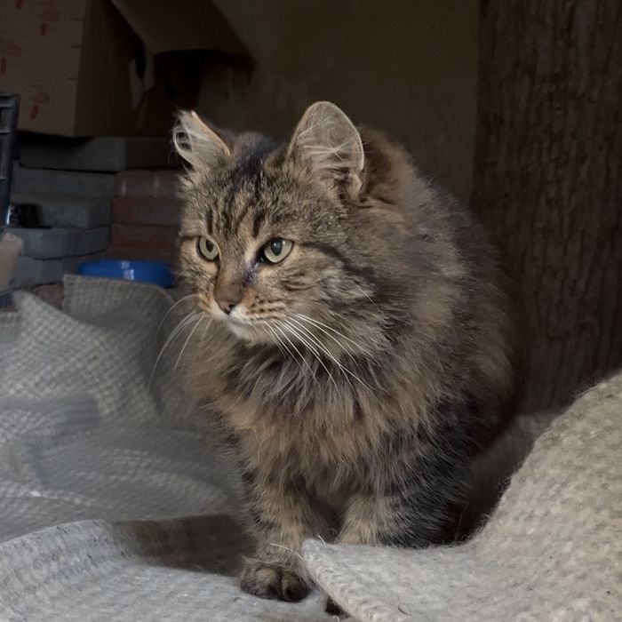 пухнаста маленька кішечка таббі кіт кішка киця стерилізована вік 1 рік