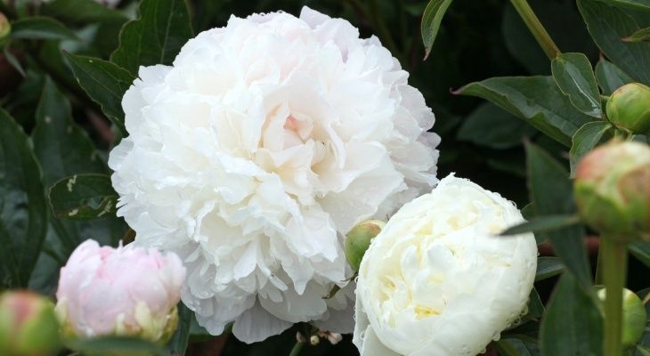 Rizomas/Bolbos de Peonias