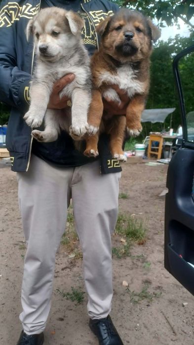 Huski mix owczarkek