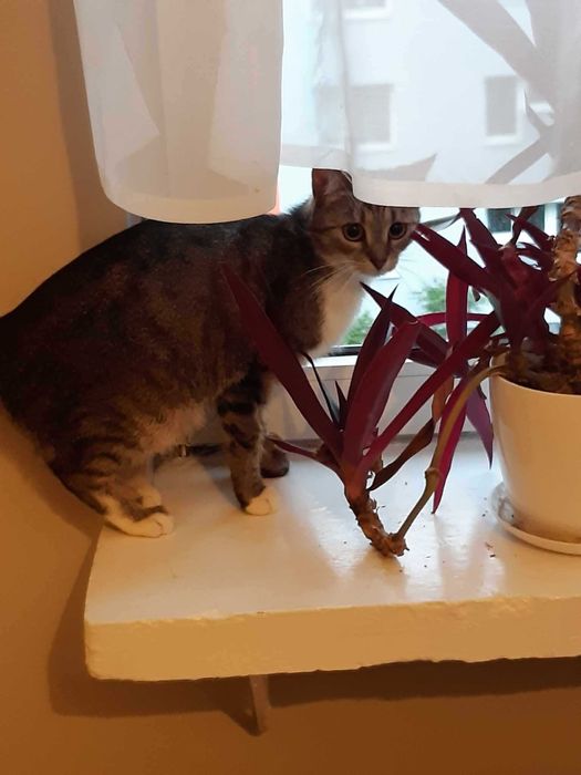 Kaja Okrzejanka - kotka wyrzucona na ulicę jak smieć