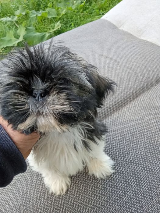 Shih tzu śliczny szczeniak