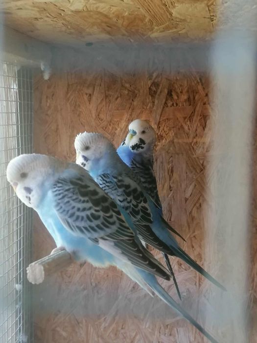 Młode papugi faliste