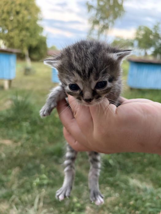 Віддаю кошенят британців в добрі руки безкоштовно