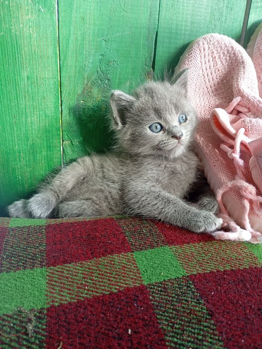 4 кошеняти шукають люблячу родину