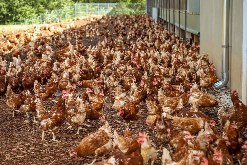 Кури несушки! Доставка безкоштовна ! Богуслав