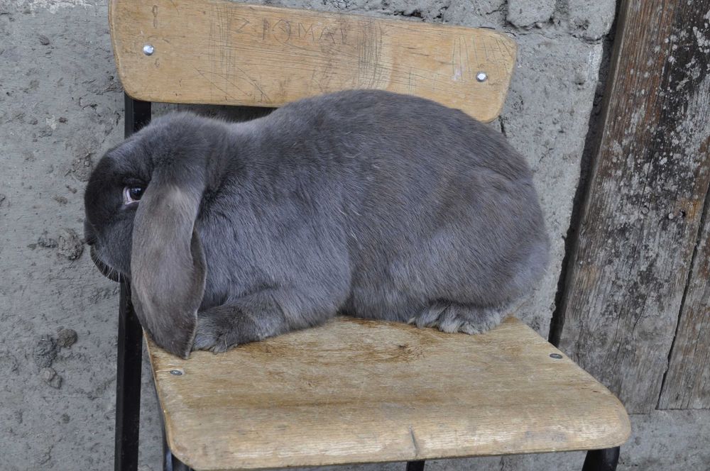 Samica Baran francuski Niebieski