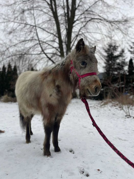 Ogierek mini appaloosa