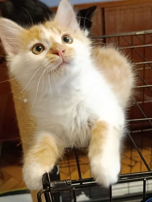 Котята красивые котики  бесплатно