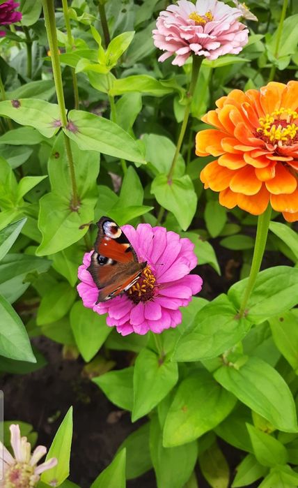 Продам насіння різнокольорових майорів