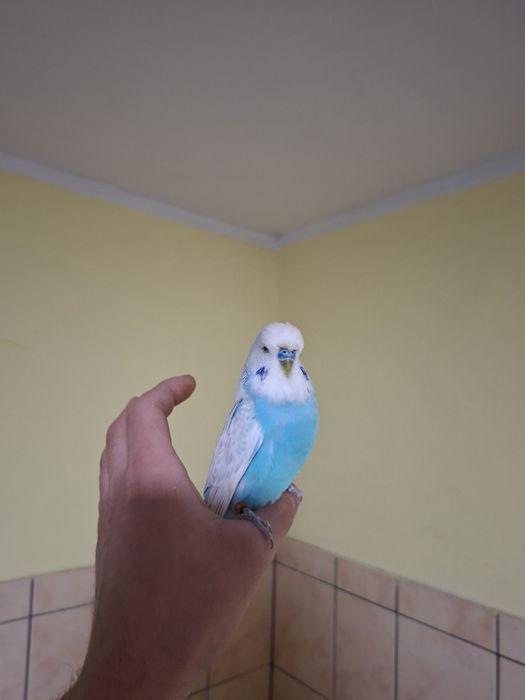 Papuga falista WPF samiec