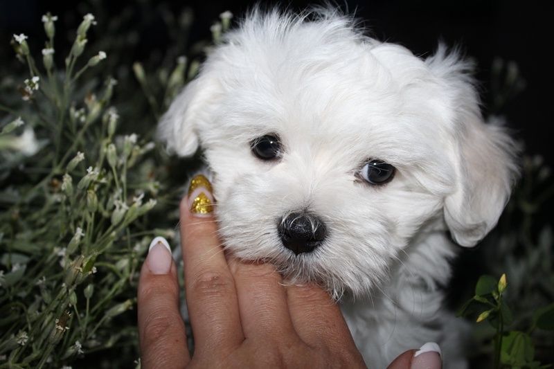 Елітне цуценя мальтійської болонки шоу-класу