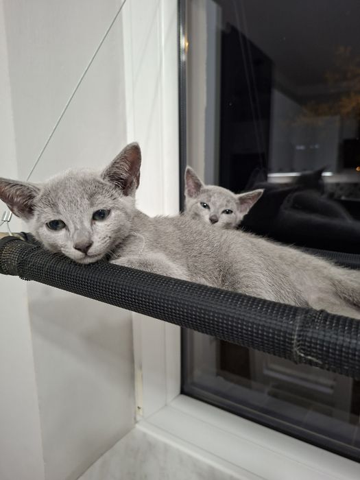 Kotek rosyjski niebieski