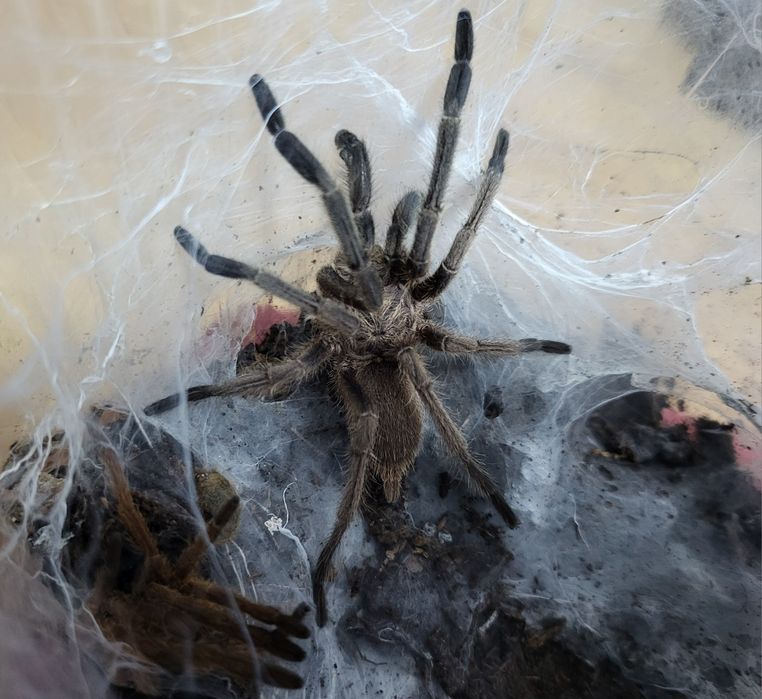 Dorosły samiec Chilobrachys dyscolus dorosły pająk  ptasznik