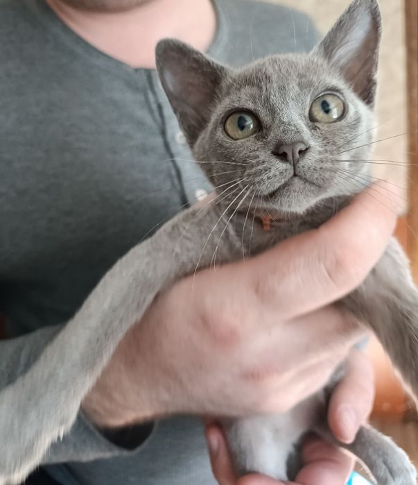 Кошечка бурма голубой окрас