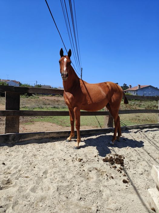 Poldra anglo-arabe 14 meses