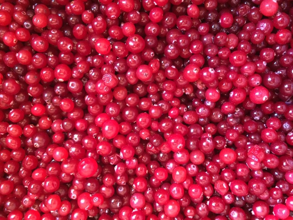 Журавлина з медом, журавлина, клюква, чай з журавлини, енергетик