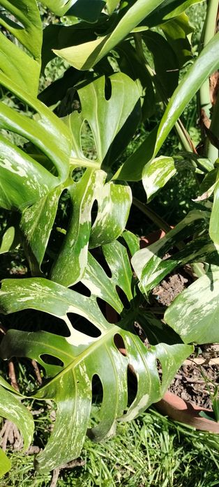 Monstera deliciosa variegata