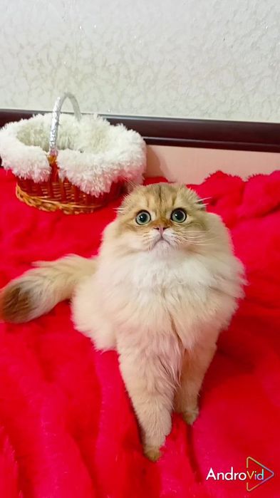 Шикарнейший вислоухий котик золотая шиншилла Хайленд