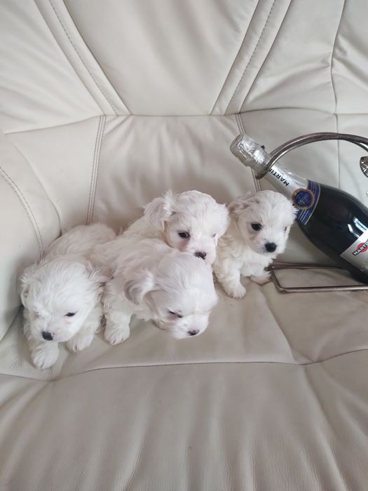 Мальтійські болоночки