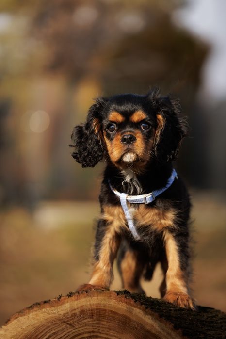 Cavalier King Charles Spaniel * Chłopczyk Tokyo - gotowy do odbioru