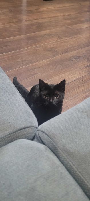 Roczna kotka szuka domu zastępczego