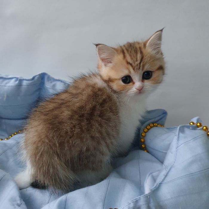 Котики, кошечки, котята. Если в доме нет котодеток тогда в нем скукота