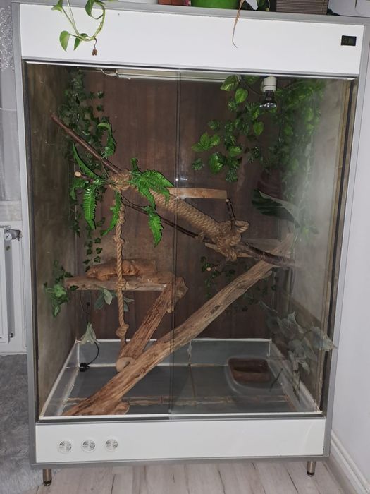 Terrarium Dla Legwana