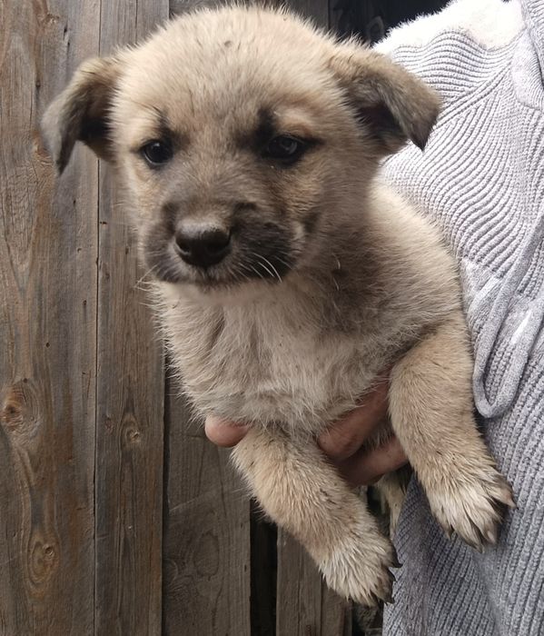 Віддам цуценят в добрі руки) Веселі) грайливі) все їдять