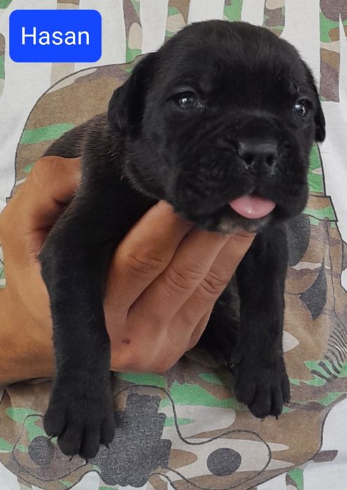 Cane Corso Szczeniak
