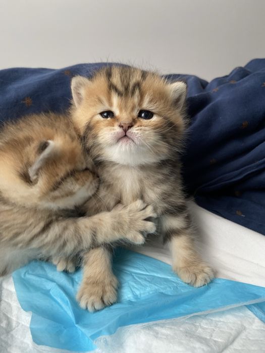 Kotka brytyjska legalna hodowla