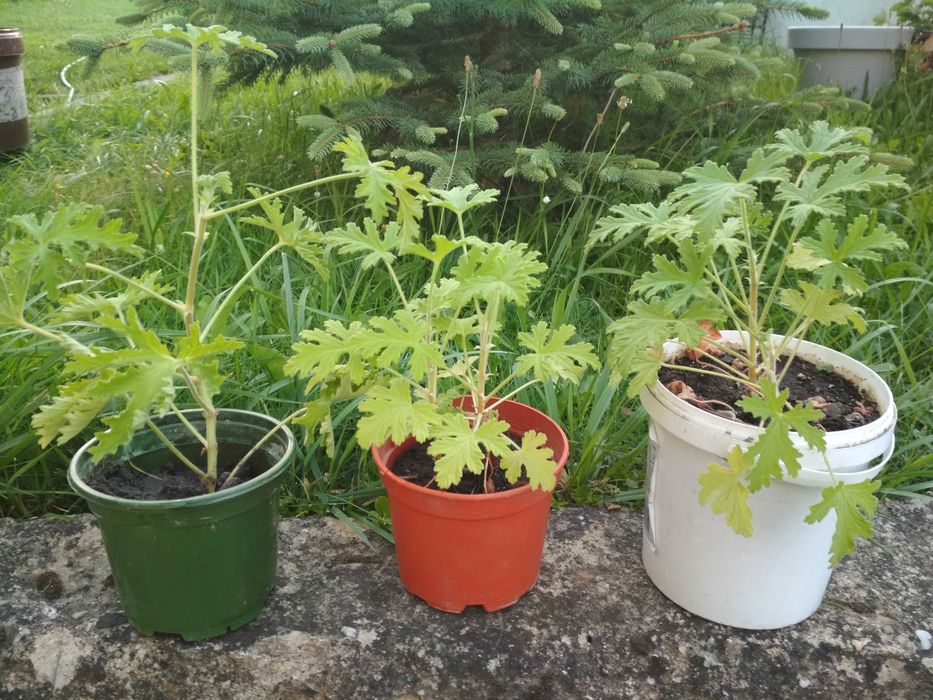 Geranium szczyrbok anginka cytrynka