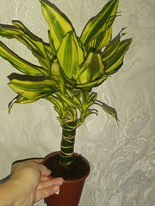 Продам драцени два вида