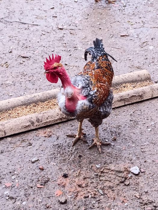 Galos adultos do campo