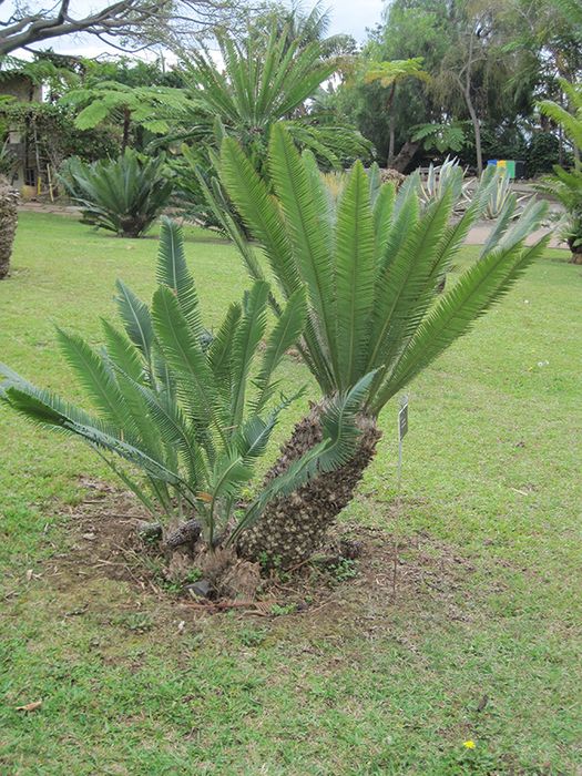 Cyca Dioon Edule Cica