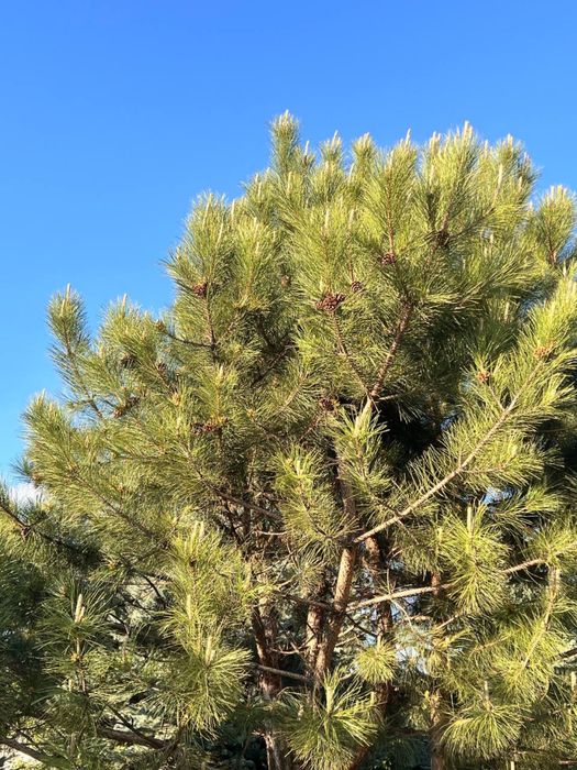 Земельна ділянка біля лісу 7 соток